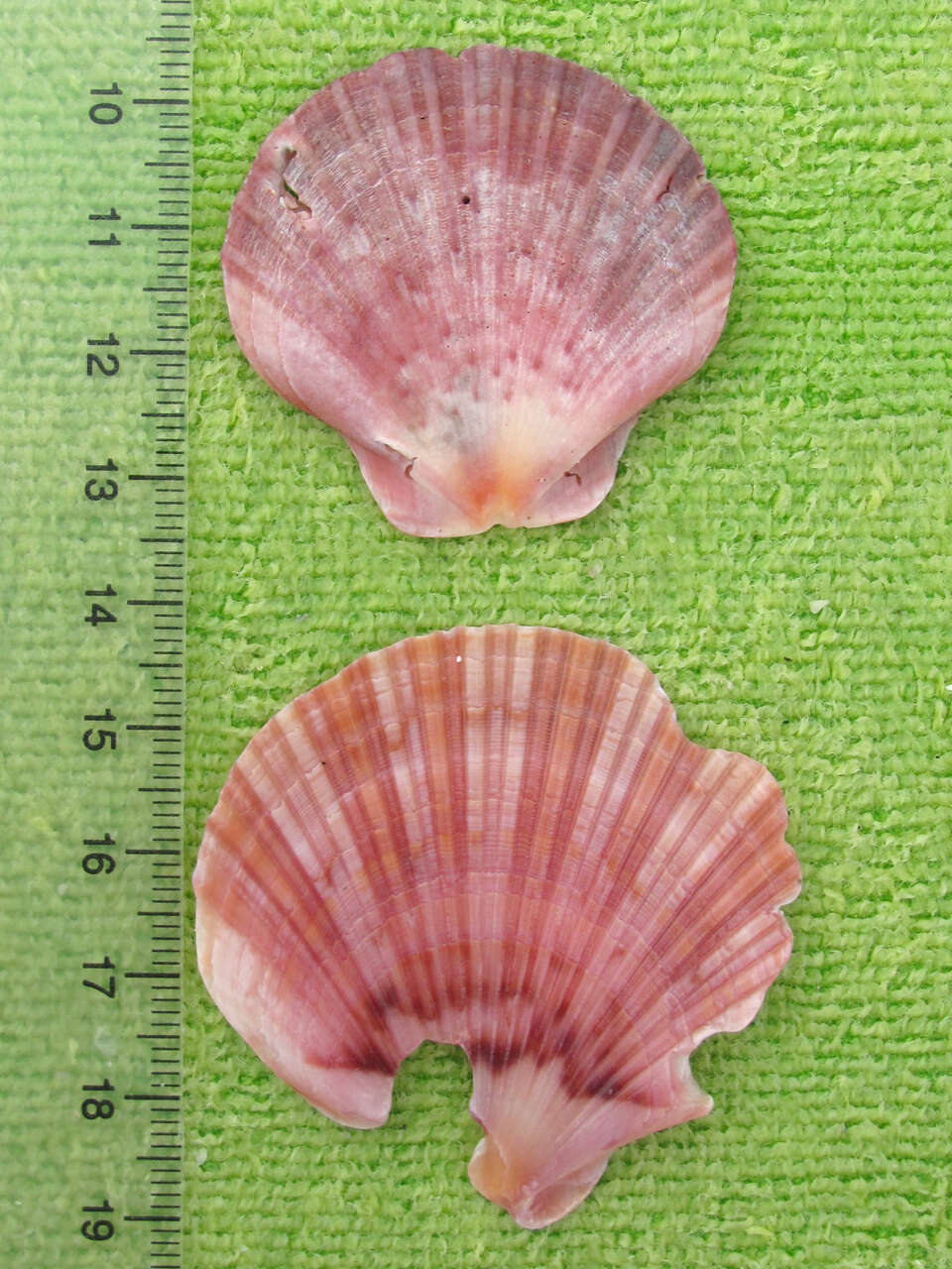 Image of Bermuda sand scallop