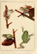Image of Pine Barrens Treefrog