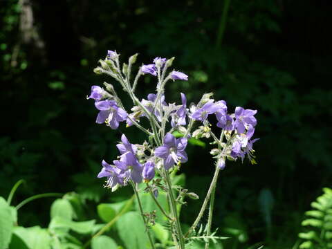 Image de Polemonium acutiflorum Willd. ex Roem. & Schult.