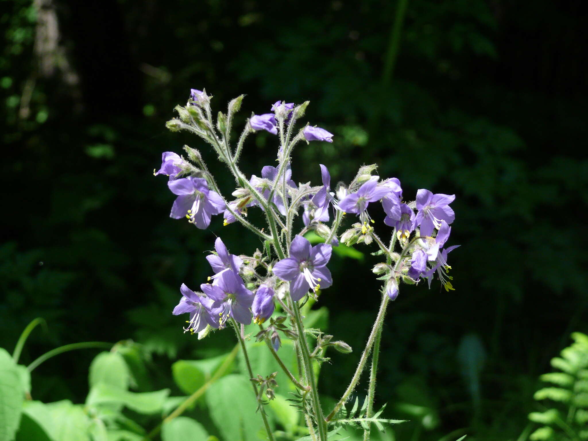 Слика од Polemonium acutiflorum Willd. ex Roem. & Schult.