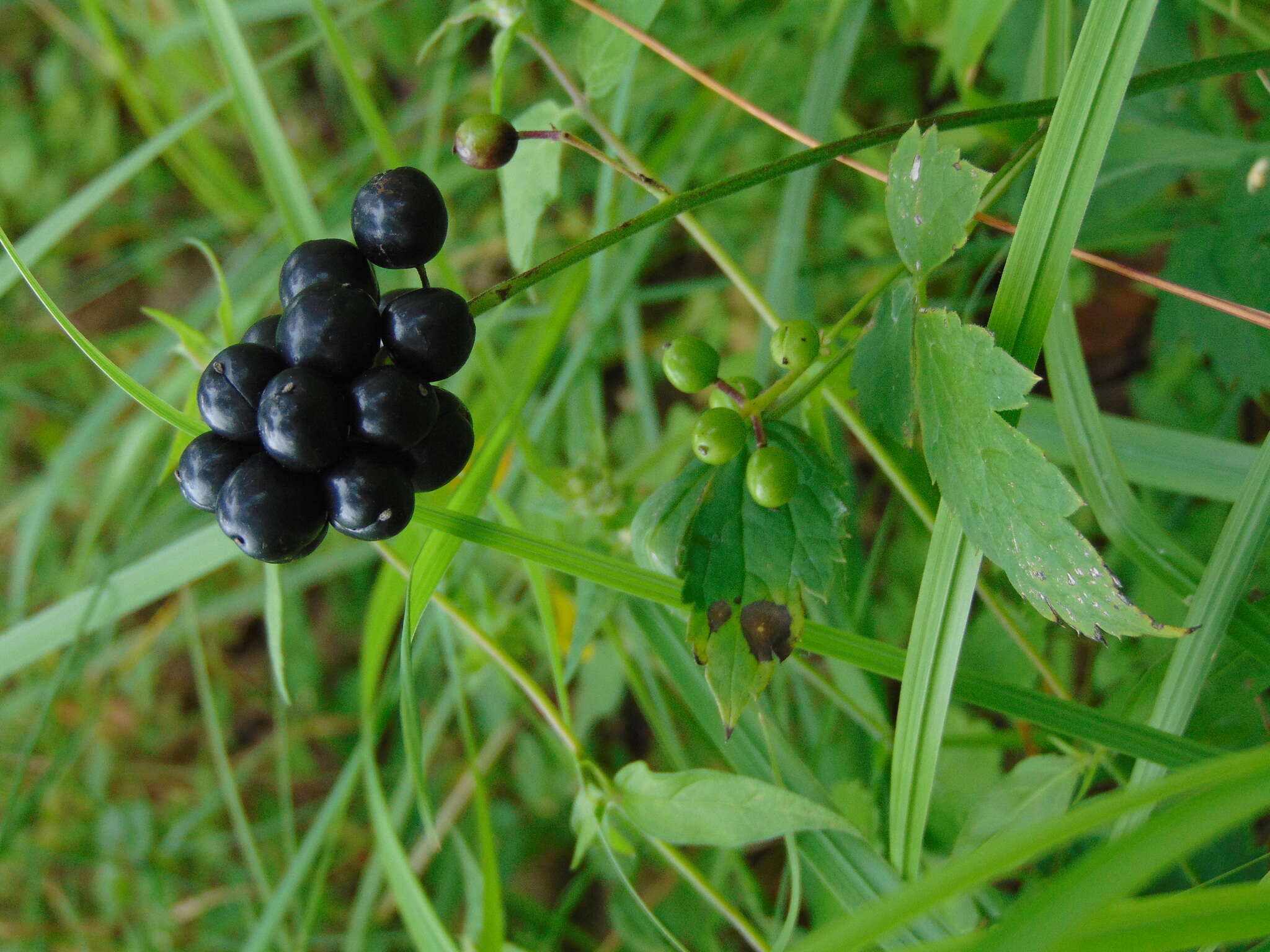 Image of Baneberry