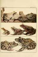 Image de Lithobates capito (Le Conte 1855)