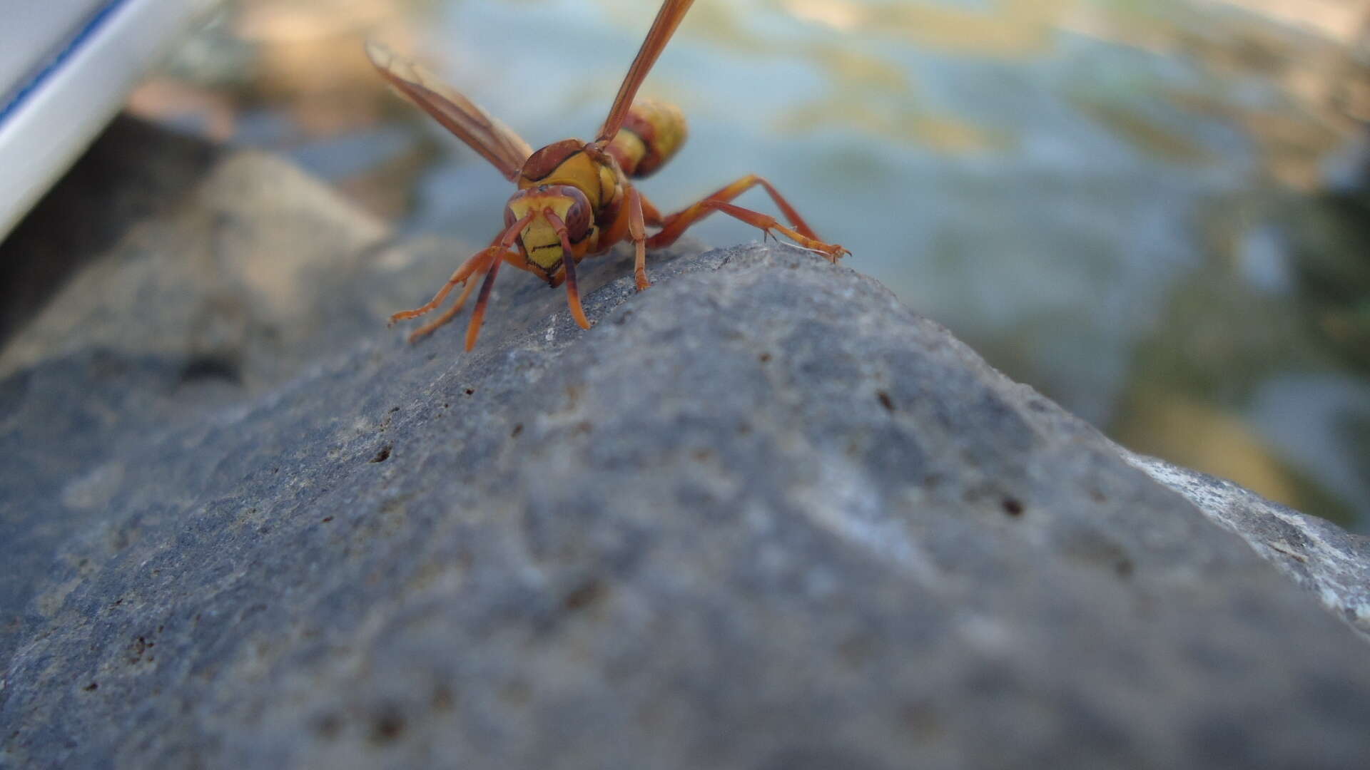 Image of <i>Polistes <i>carnifex</i></i> carnifex