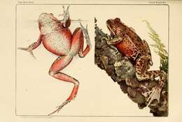 Image of California Red-legged Frog