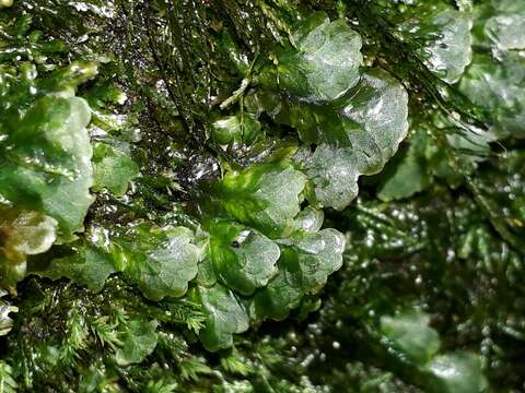 Image of Distichophyllum microcarpum Mitten 1882