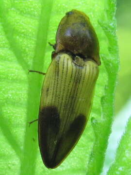 Image of Elateridae