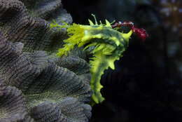 Image of robust sea cucumber