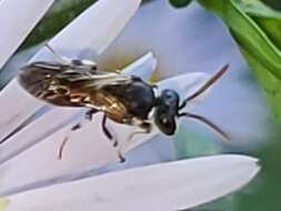 Imagem de Hylaeus leptocephalus (Morawitz 1870)