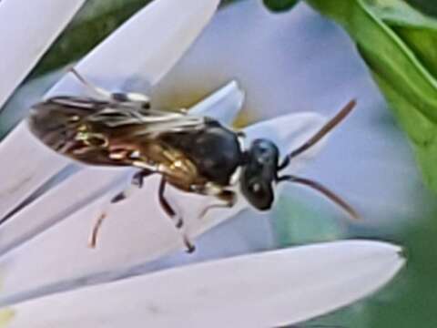 Sivun Hylaeus leptocephalus (Morawitz 1870) kuva