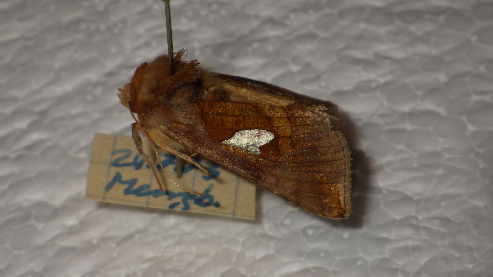 Autographa bractea Schiffermüller 1776 resmi