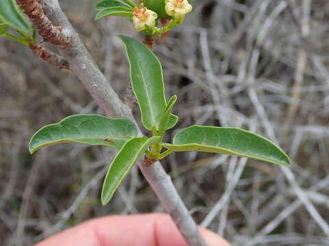 Image of Jatropha capensis (L. fil.) Sond.