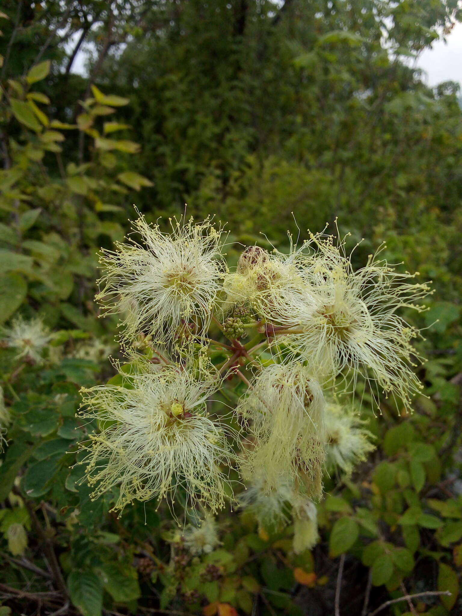 Plancia ëd Zapoteca formosa (Kunth) H. M. Hern.