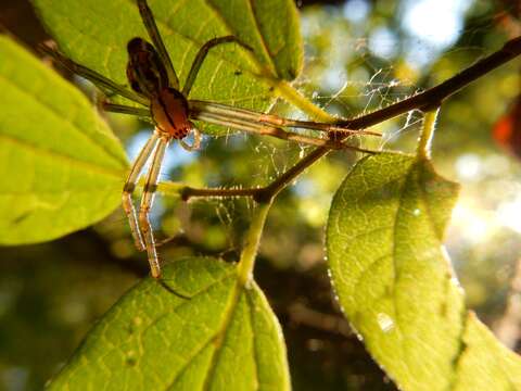 Image of Basilica Orbweaver