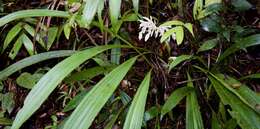 Image of Coelogyne hirtella J. J. Sm.