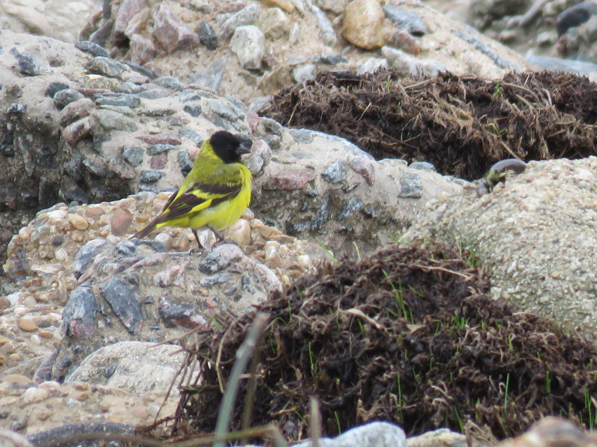 Image of Hooded Siskin