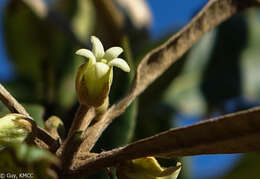 صورة Pittosporum pachyphyllum Baker