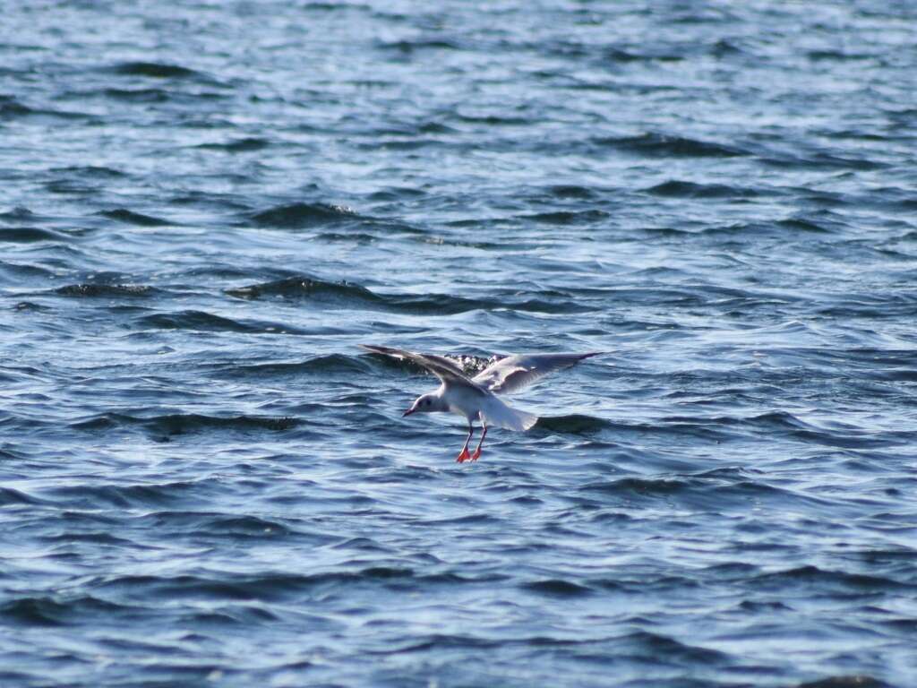 Image of Black-headed Gull