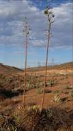 صورة Agave cerulata subsp. nelsonii (Trel.) Gentry