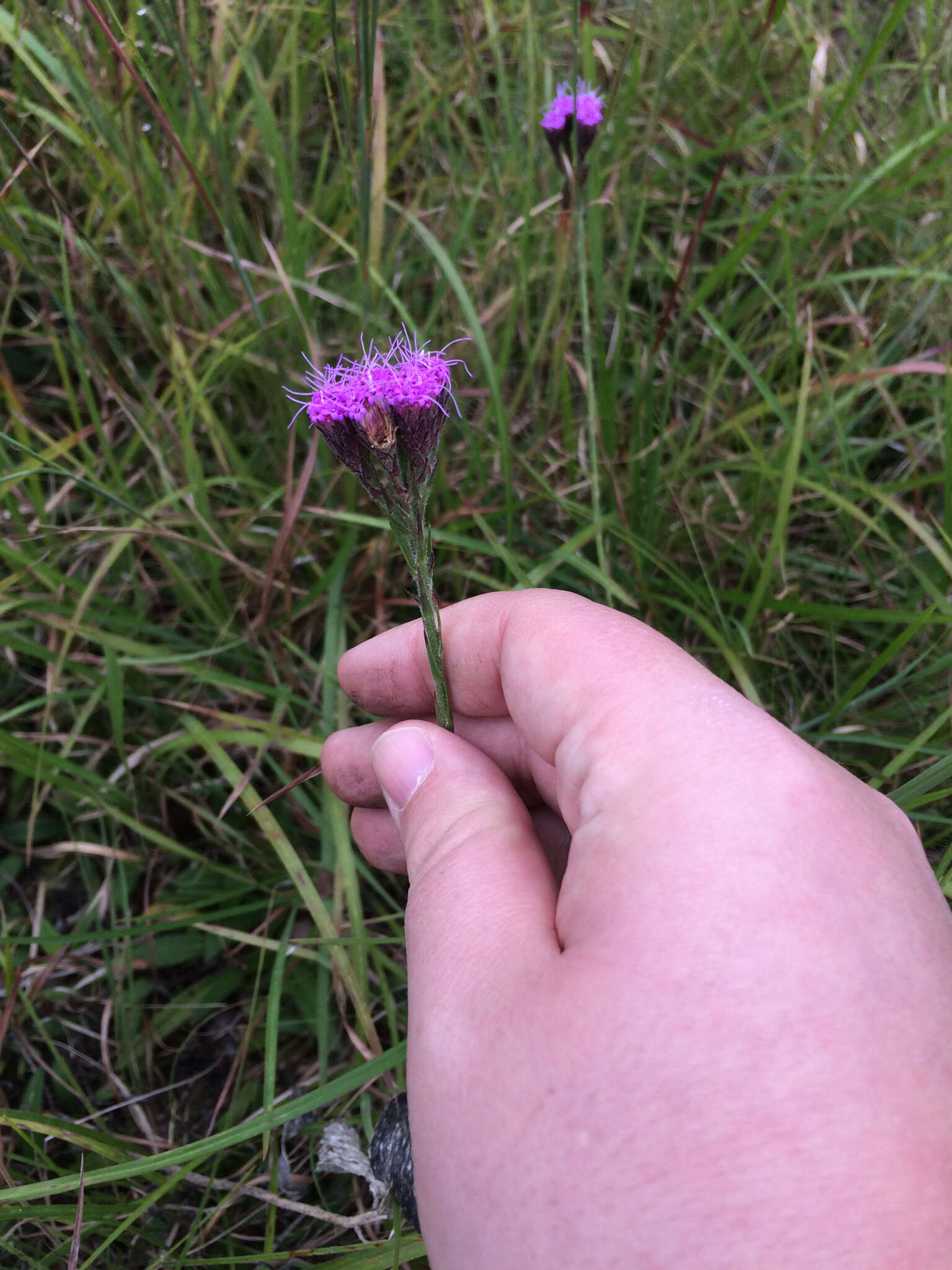 Image of Bristle-Leaf Chaffhead