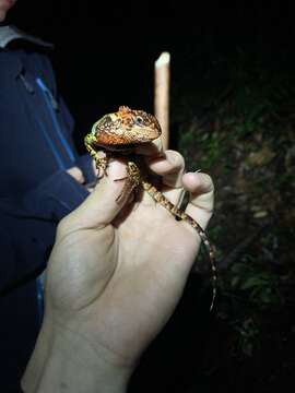 Image of Canelos Woodlizard