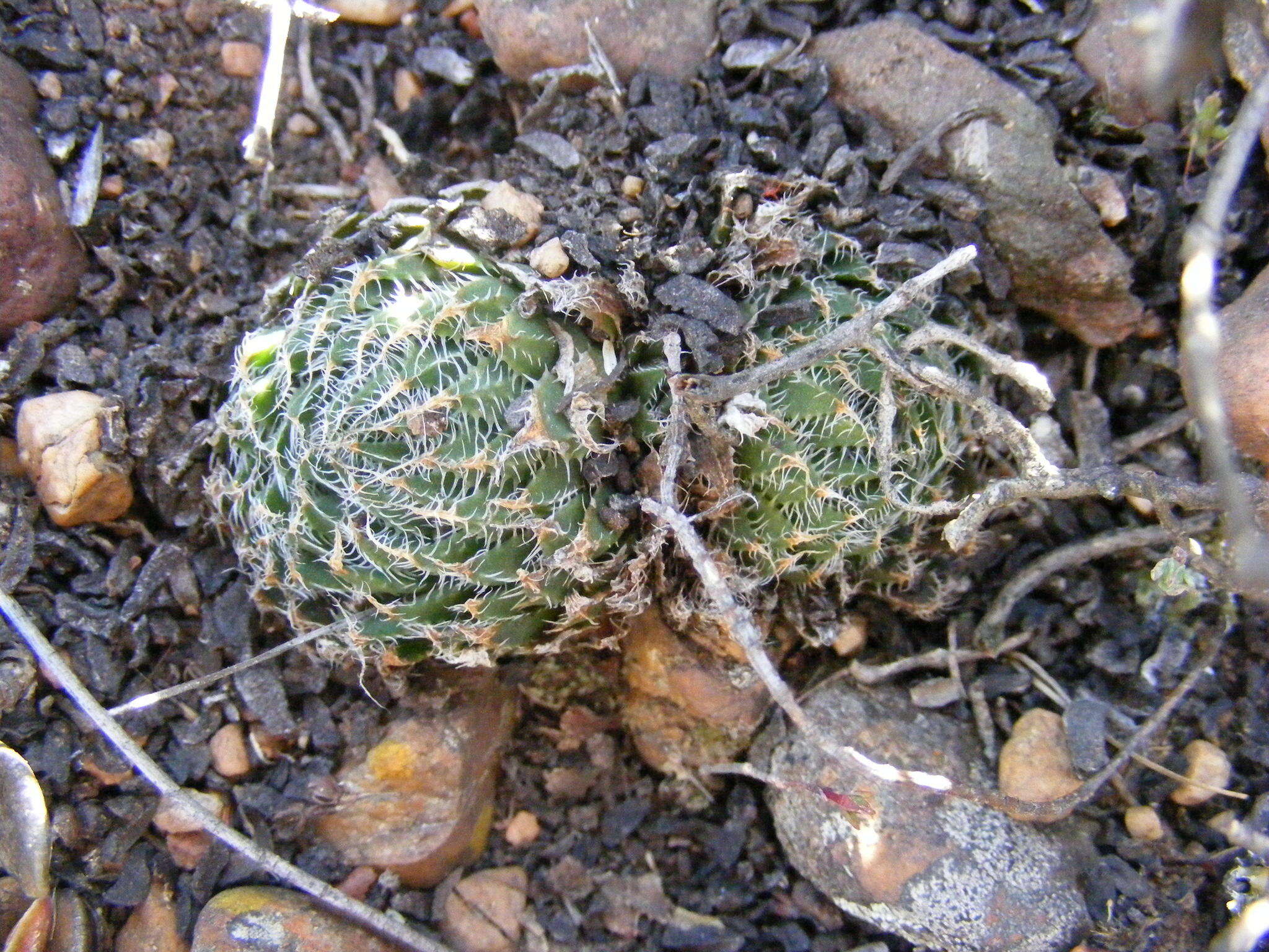 Image of Haworthia arachnoidea var. setata (Haw.) M. B. Bayer