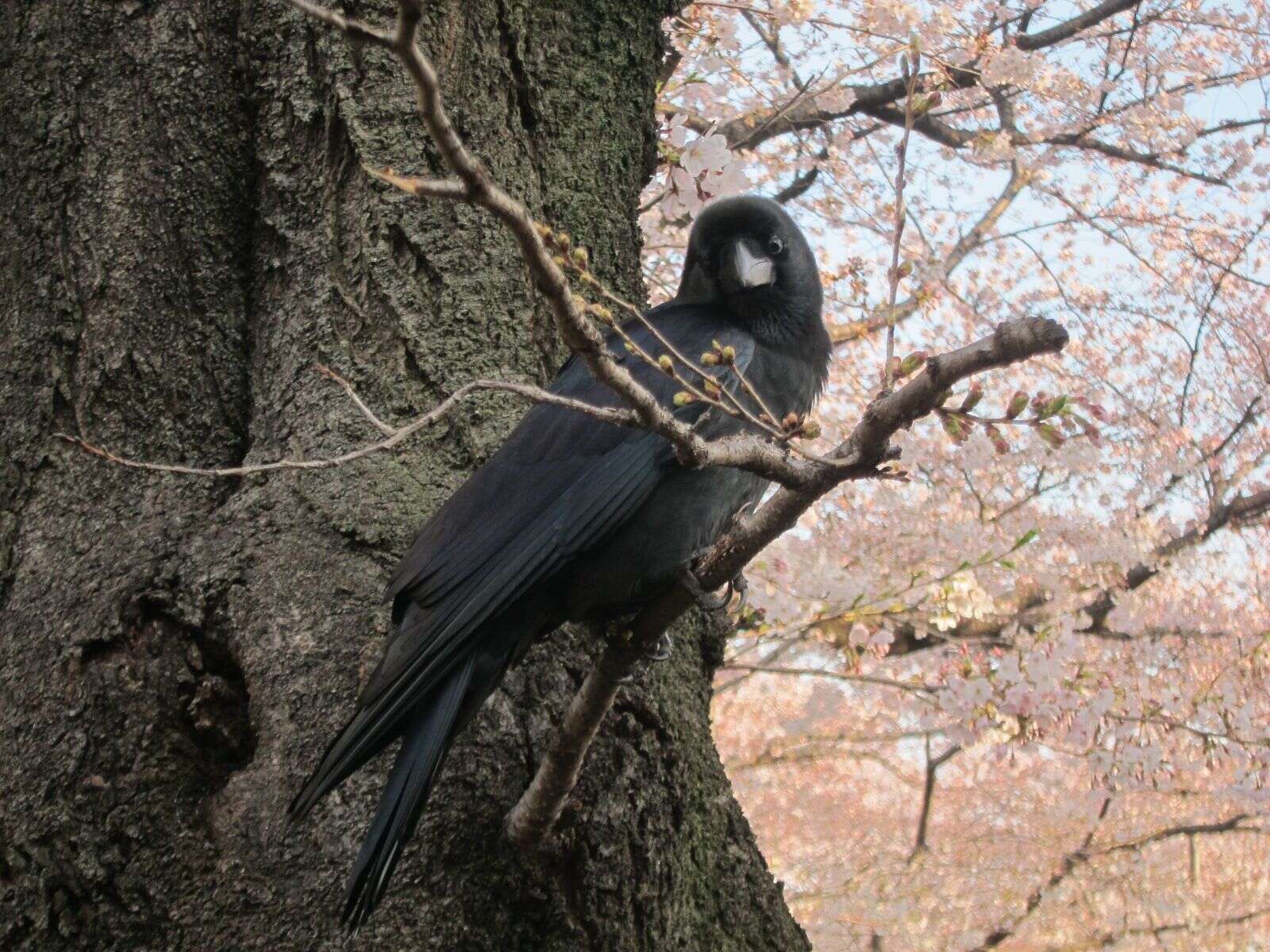 Imagem de Corvus macrorhynchos Wagler 1827