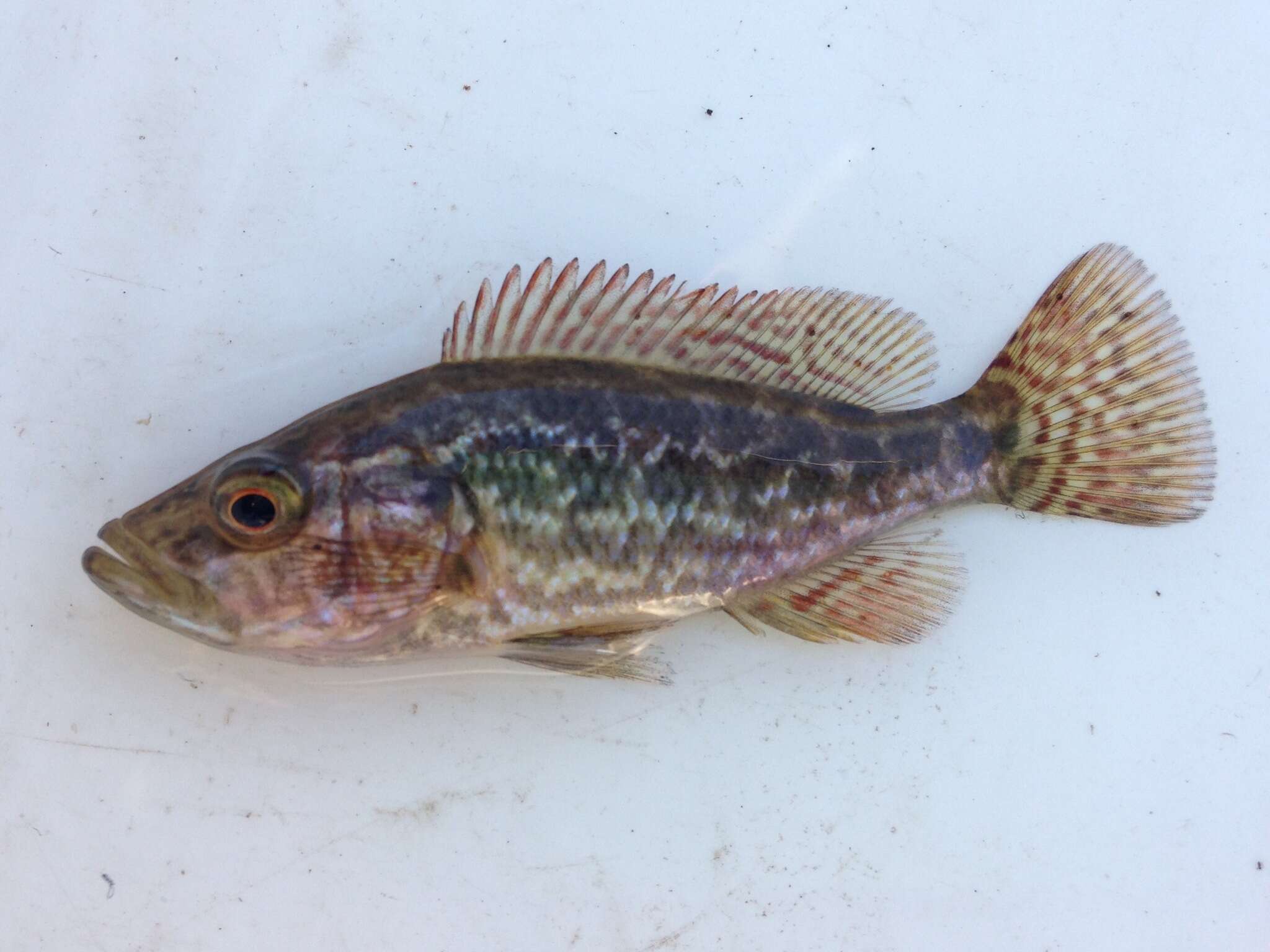 Image of Thinface cichlid