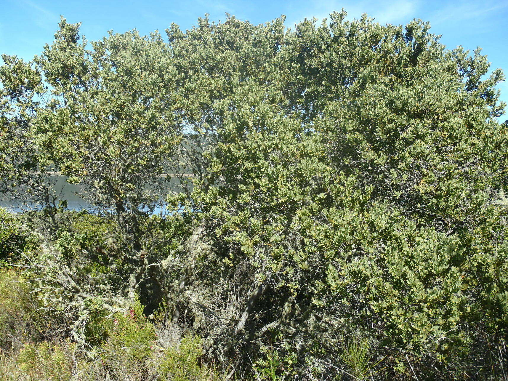 Image of Coastal tannin-bush