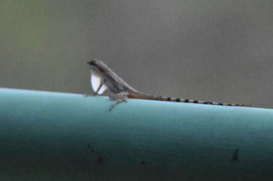 Image of Anolis limifrons Cope 1862