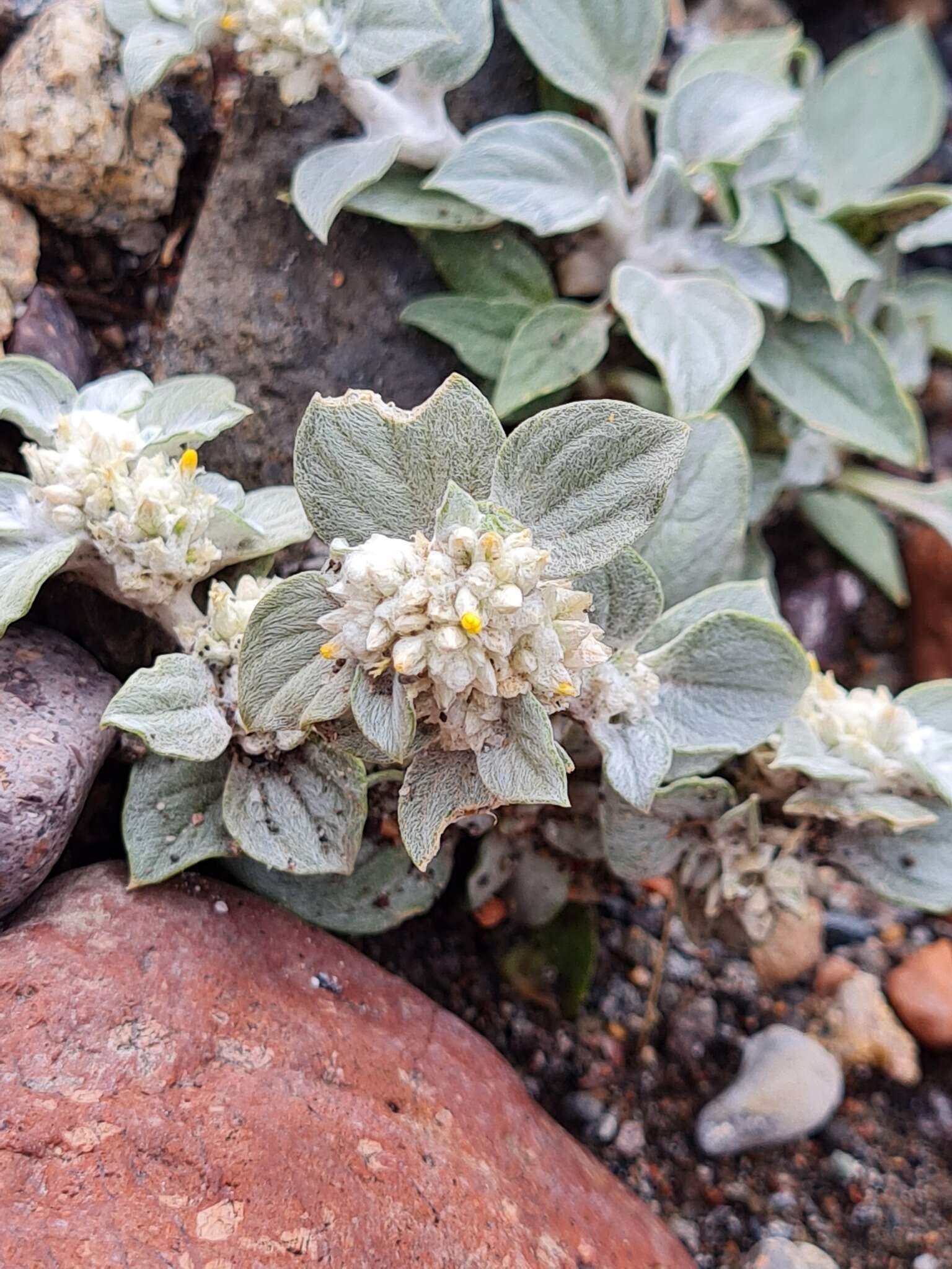 Image of Gomphrena tomentosa (Griseb.) R. E. Fries