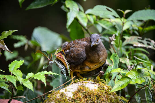 Image of Eastern Thicket Tinamou