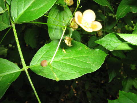 Imagem de Euonymus verrucosus Scop.