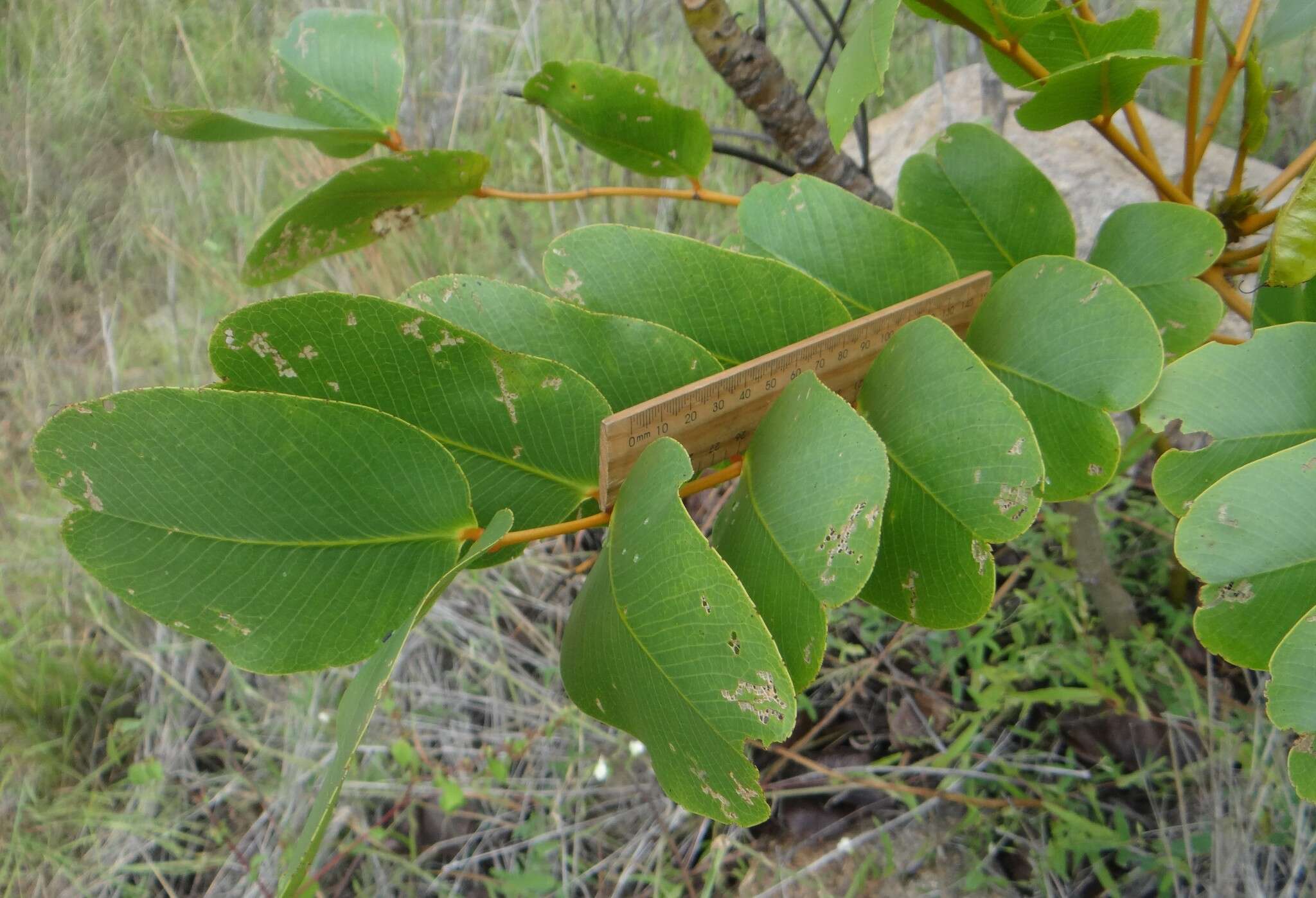 Image of <i>Senna magnifolia</i>