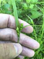 Imagem de Carex amphibola Steud.