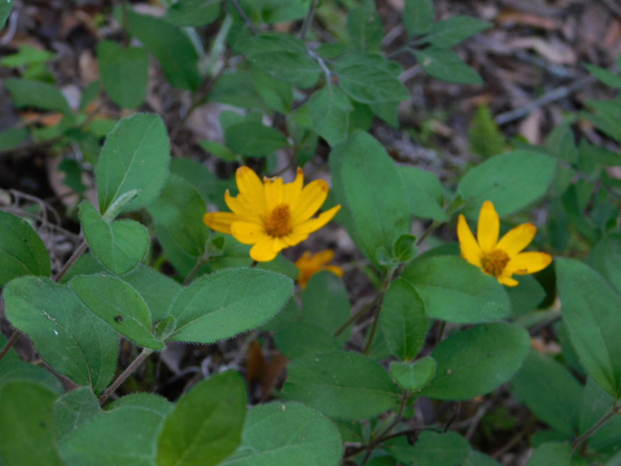 Image of Heliopsis longipes (A. Gray) S. F. Blake