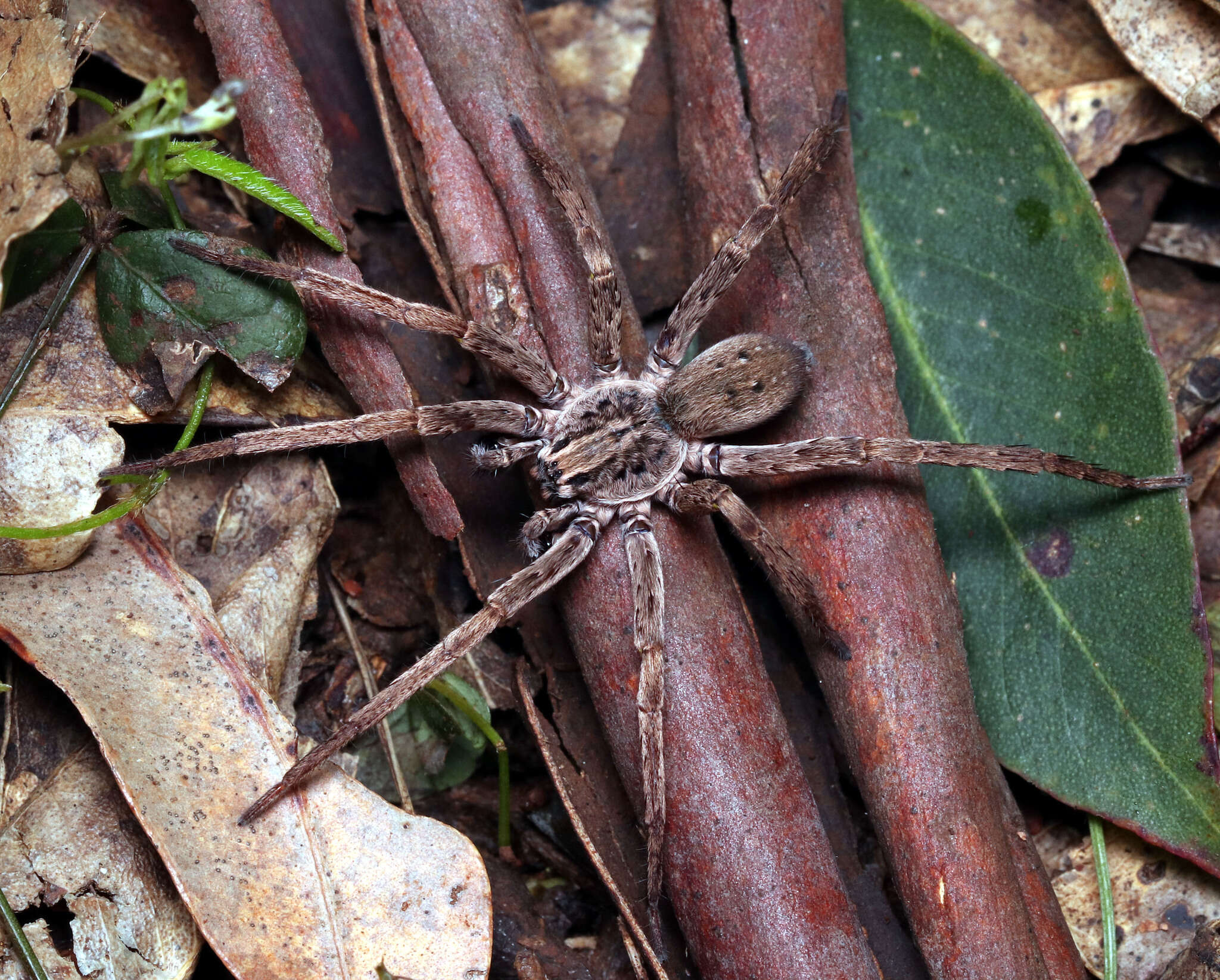 Image of Mituliodon tarantulinus (L. Koch 1873)