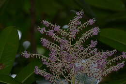 Imagem de Tapeinosperma pancheri Mez