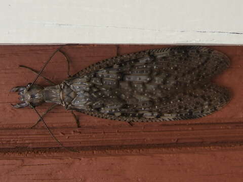 Image of Eastern Dobsonfly