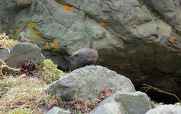 Image of Magellanic Tapaculo