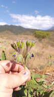 Image of Tinantia erecta (Jacq.) Fenzl