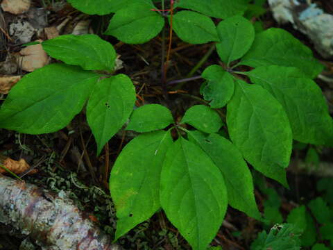 Imagem de Panax ginseng C. A. Mey.