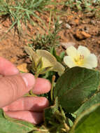 Image of Dwarf yellow hibiscus