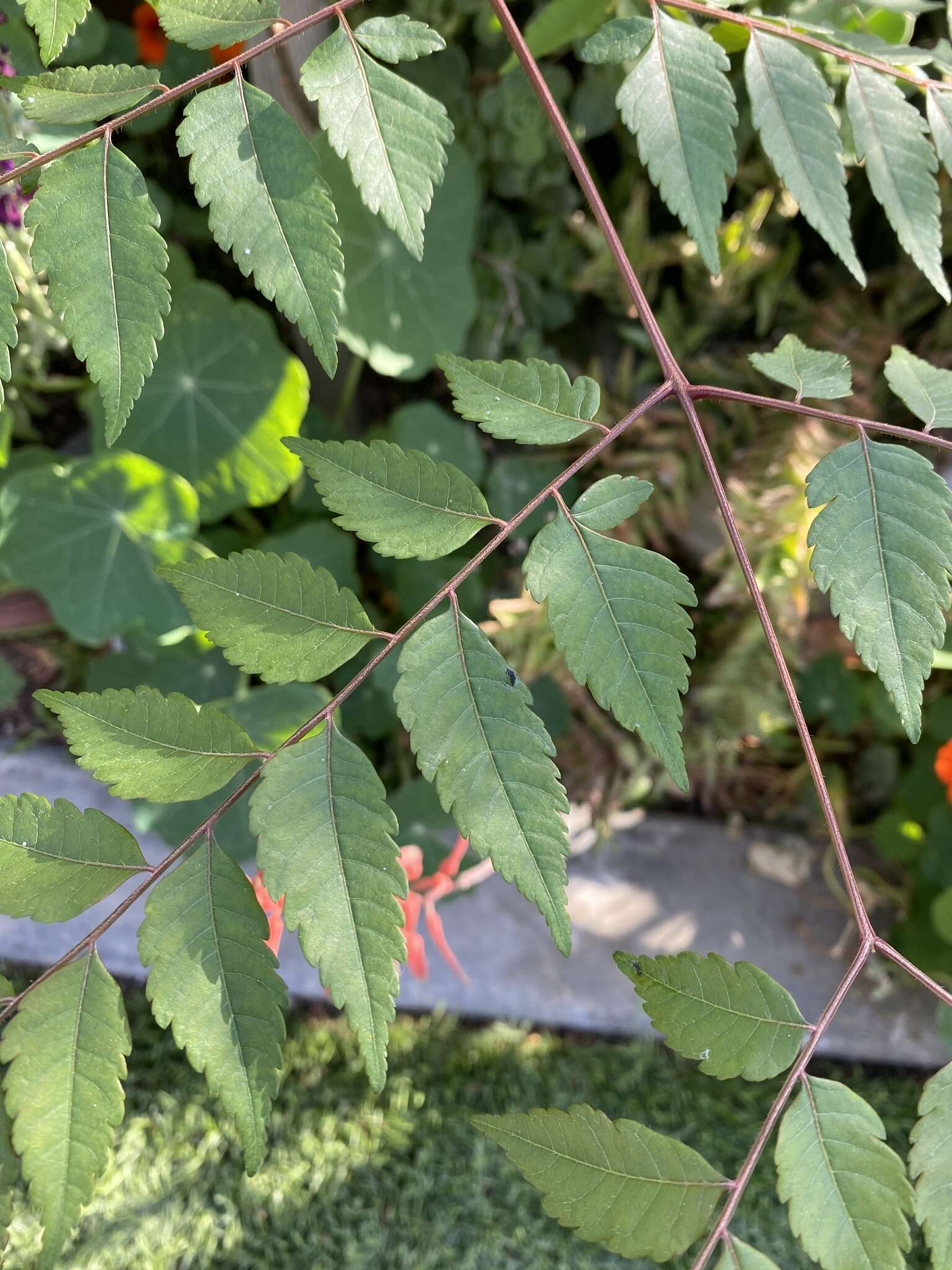 Image of goldenrain tree