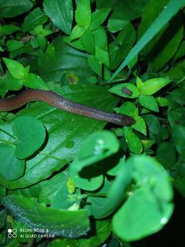 Image of Werner's Ground Snake