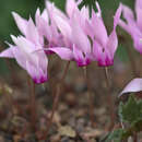 Cyclamen rohlfsianum Ascherson resmi