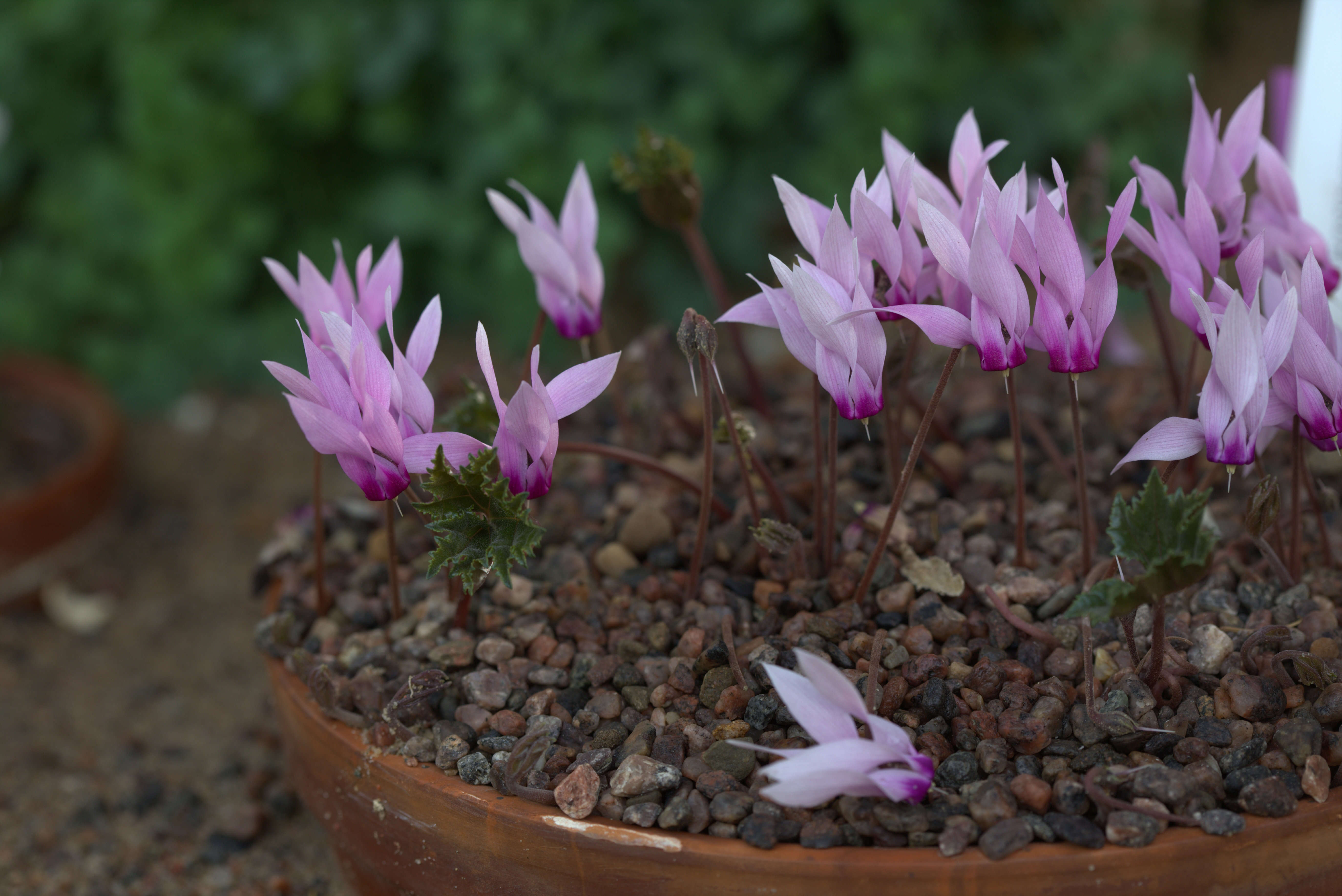 Image of Cyclamen rohlfsianum Ascherson