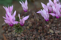 Image of Cyclamen rohlfsianum Ascherson