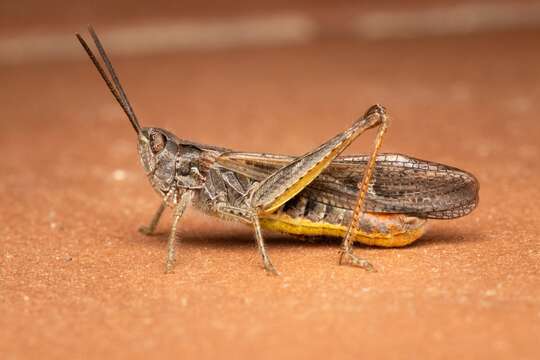 Image de Chorthippus (Glyptobothrus) jacobsi Harz 1975