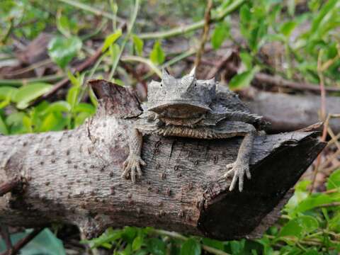 Image of Mexican Horned Lizard