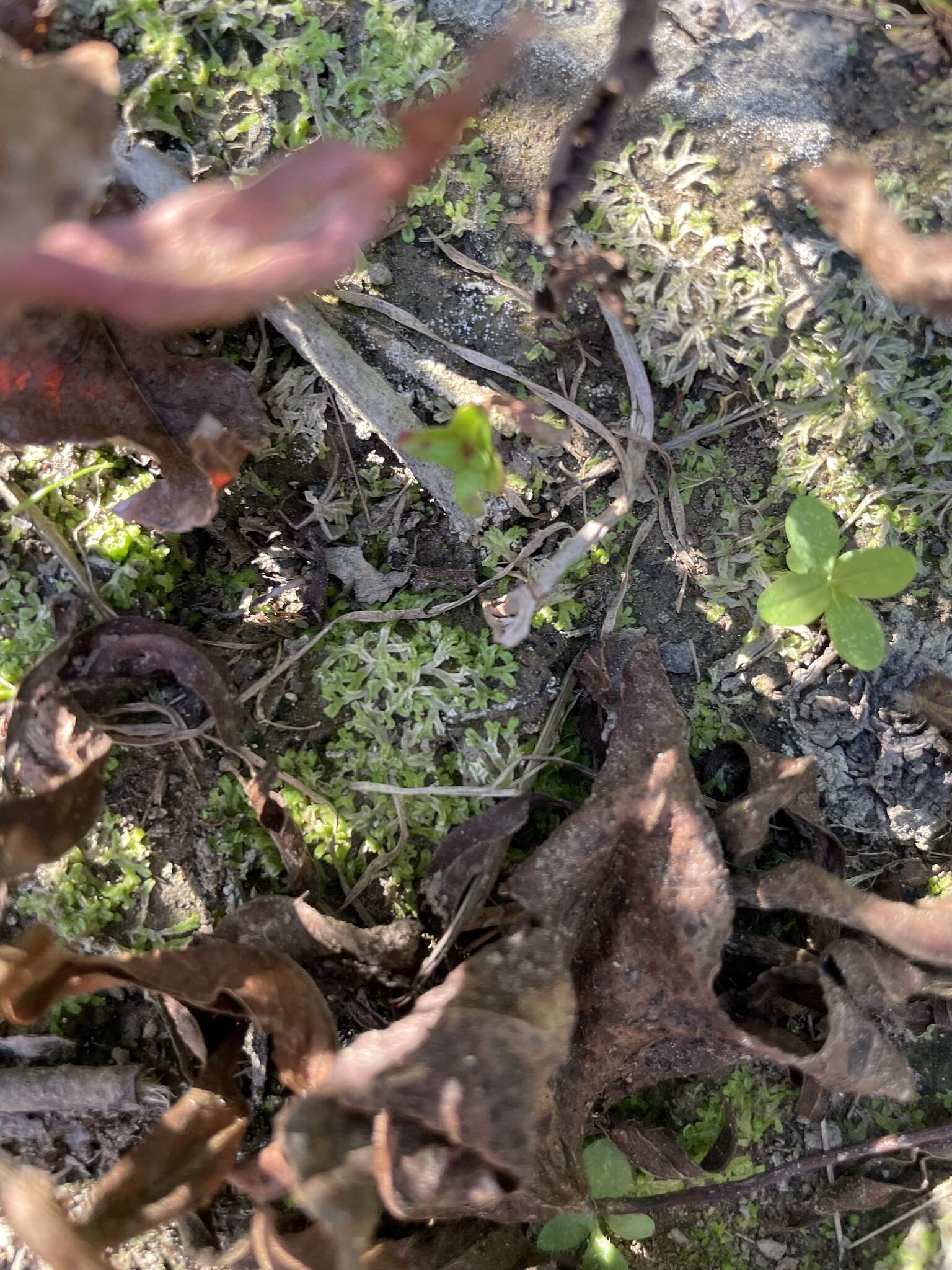 Image of Violet crystalwort